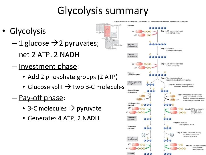 Glycolysis summary • Glycolysis – 1 glucose 2 pyruvates; net 2 ATP, 2 NADH