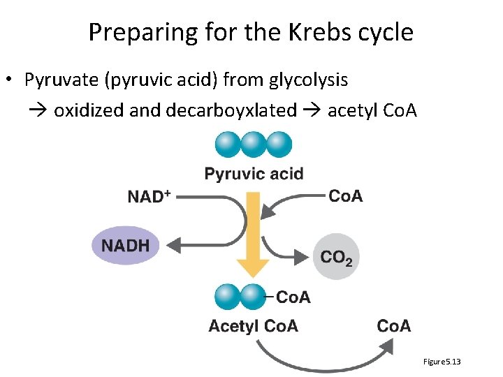 Preparing for the Krebs cycle • Pyruvate (pyruvic acid) from glycolysis oxidized and decarboyxlated