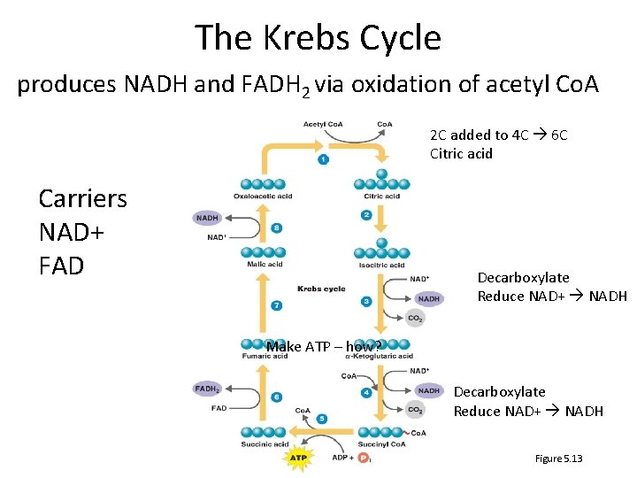 The Krebs Cycle produces NADH and FADH 2 via oxidation of acetyl Co. A