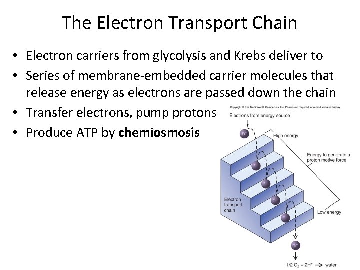 The Electron Transport Chain • Electron carriers from glycolysis and Krebs deliver to •