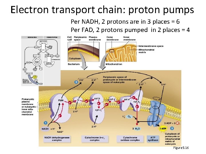 Electron transport chain: proton pumps Per NADH, 2 protons are in 3 places =