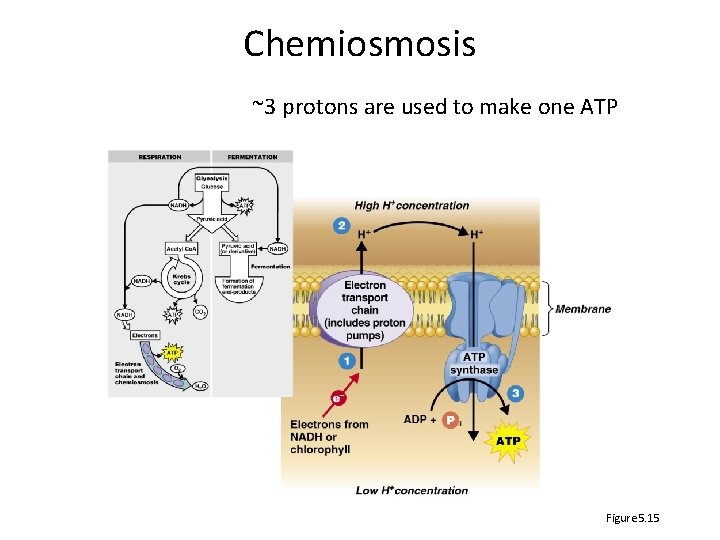 Chemiosmosis ~3 protons are used to make one ATP Figure 5. 15 
