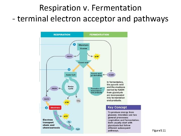 Respiration v. Fermentation - terminal electron acceptor and pathways Figure 5. 11 