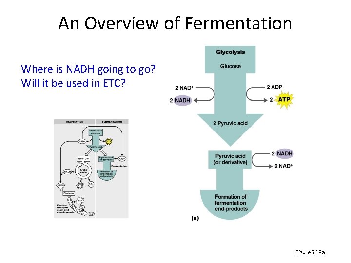 An Overview of Fermentation Where is NADH going to go? Will it be used