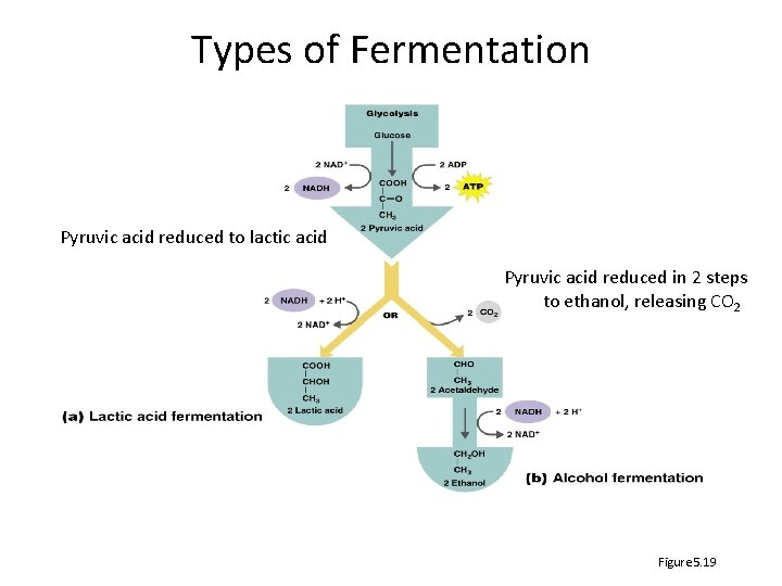 Types of Fermentation Pyruvic acid reduced to lactic acid Pyruvic acid reduced in 2