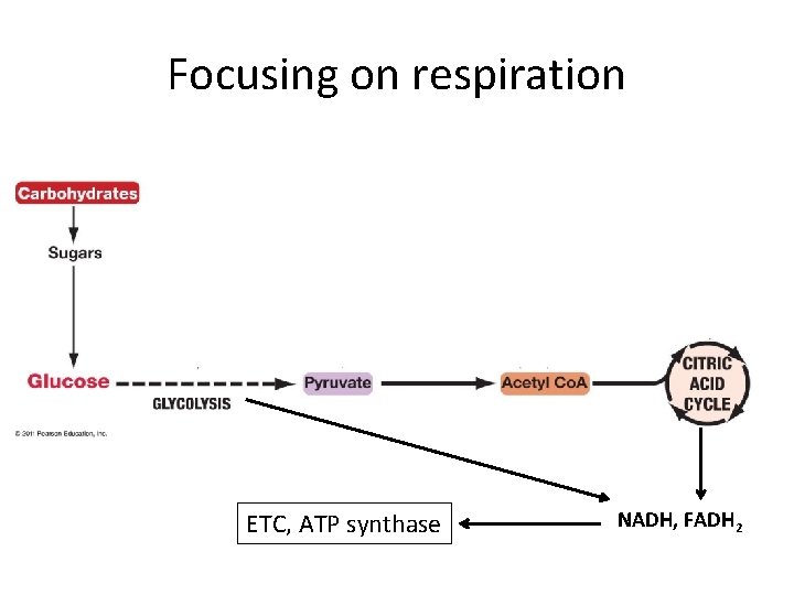 Focusing on respiration ETC, ATP synthase NADH, FADH 2 