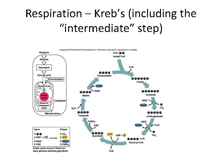 Respiration – Kreb’s (including the “intermediate” step) 