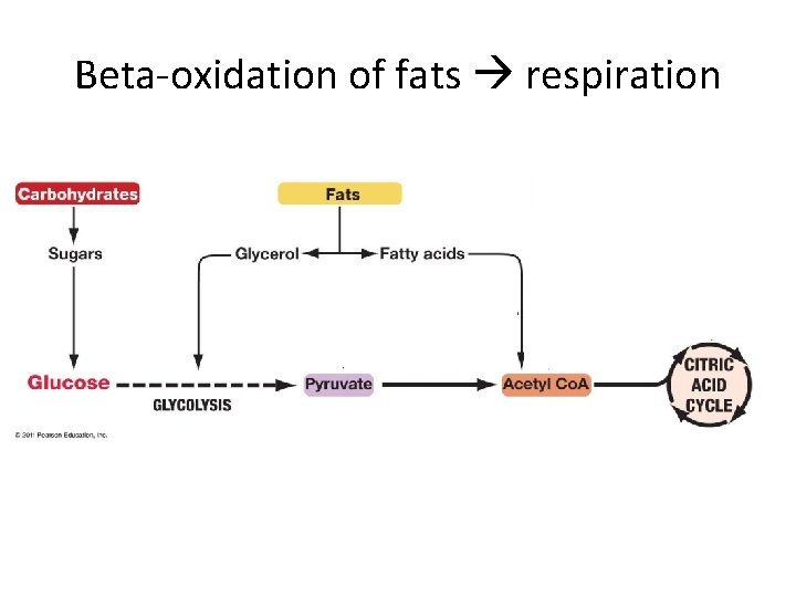 Beta-oxidation of fats respiration 