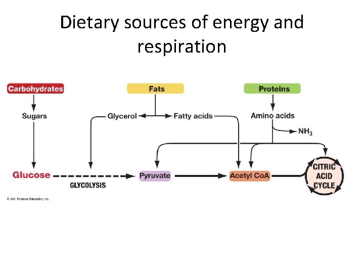 Dietary sources of energy and respiration 