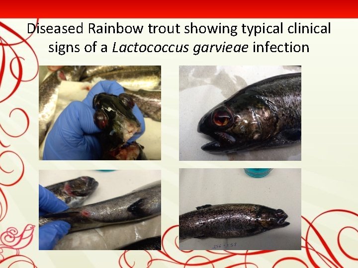 Diseased Rainbow trout showing typical clinical signs of a Lactococcus garvieae infection 