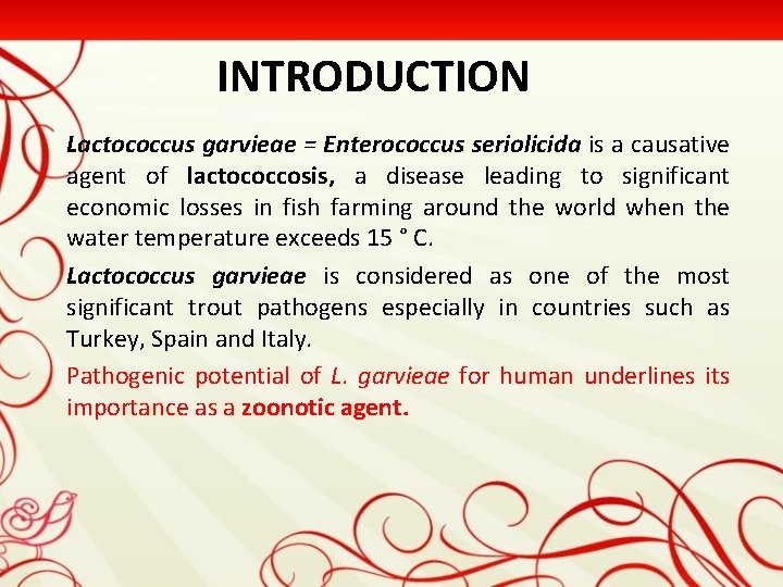 INTRODUCTION Lactococcus garvieae = Enterococcus seriolicida is a causative agent of lactococcosis, a disease