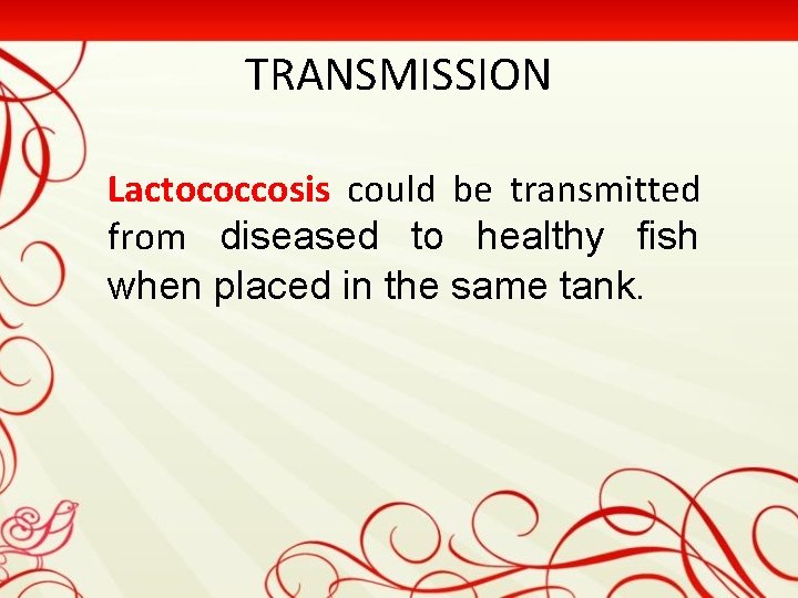 TRANSMISSION Lactococcosis could be transmitted from diseased to healthy fish when placed in the