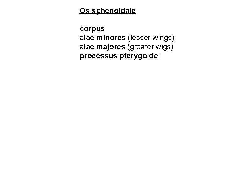 Os sphenoidale corpus alae minores (lesser wings) alae majores (greater wigs) processus pterygoidei 