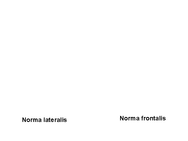 Norma lateralis Norma frontalis 
