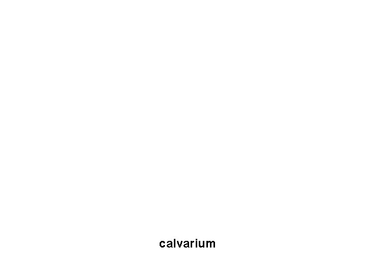 calvarium 