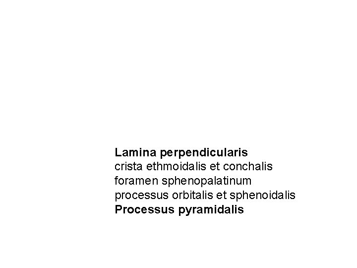 Lamina perpendicularis crista ethmoidalis et conchalis foramen sphenopalatinum processus orbitalis et sphenoidalis Processus pyramidalis