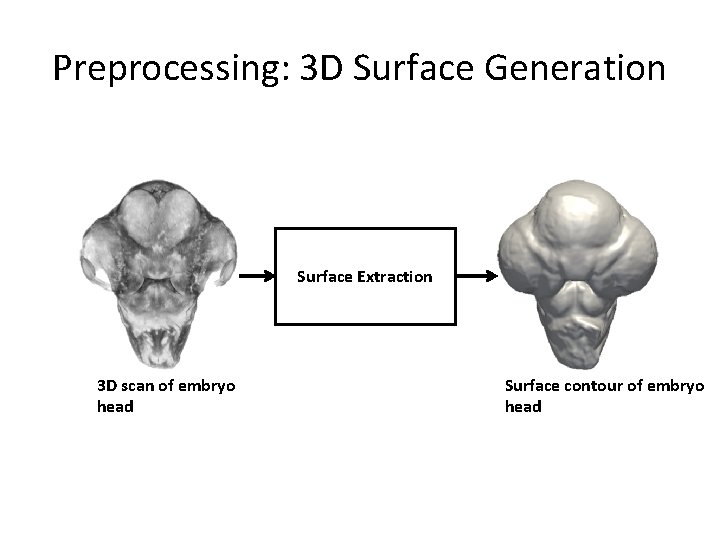 Preprocessing: 3 D Surface Generation Surface Extraction 3 D scan of embryo head Surface