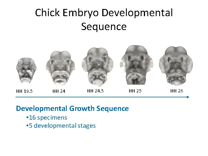 Chick Embryo Developmental Sequence HH 19. 5 HH 24. 5 HH 25 Developmental Growth