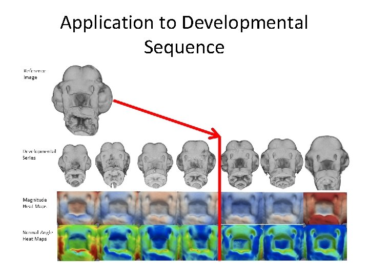 Application to Developmental Sequence 