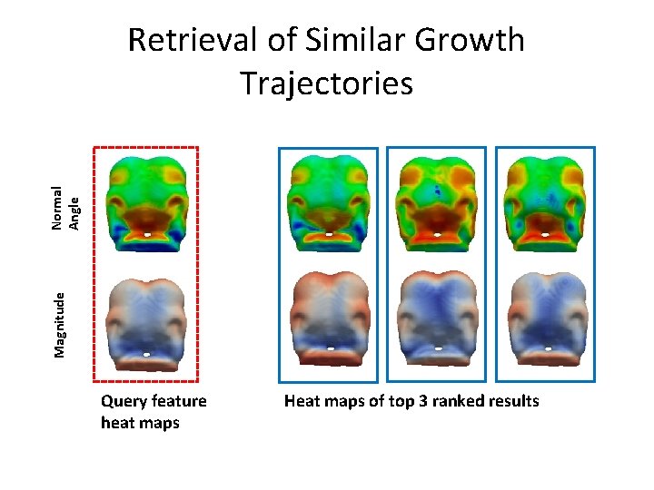 Magnitude Normal Angle Retrieval of Similar Growth Trajectories Query feature heat maps Heat maps