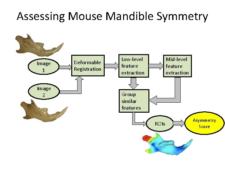 Assessing Mouse Mandible Symmetry Image 1 Image 2 Deformable Registration Low-level feature extraction Mid-level