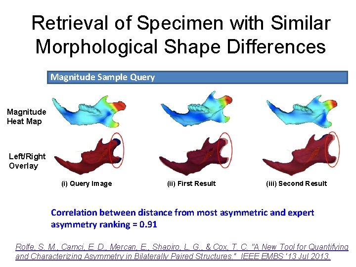 Retrieval of Specimen with Similar Morphological Shape Differences Magnitude Sample Query Magnitude Heat Map