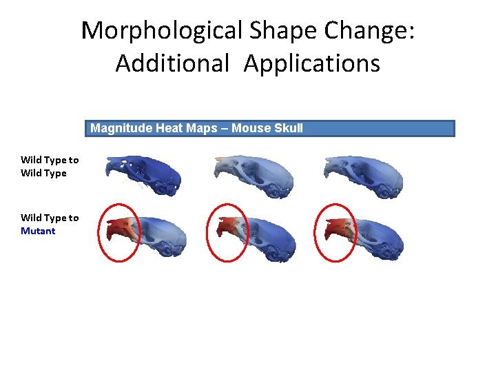 Morphological Shape Change: Additional Applications Magnitude Heat Maps – Mouse Skull Wild Type to