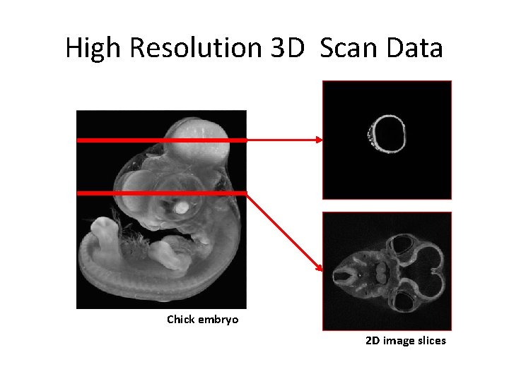 High Resolution 3 D Scan Data Chick embryo 2 D image slices 