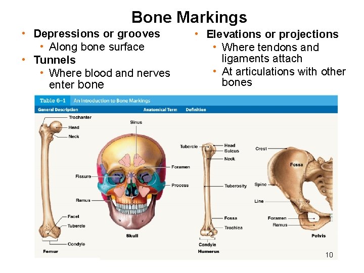 Bone Markings • Depressions or grooves • Along bone surface • Tunnels • Where