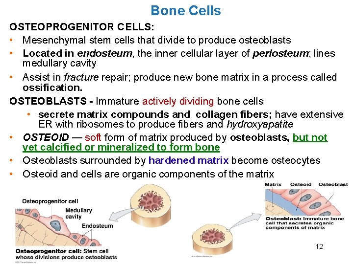 Bone Cells OSTEOPROGENITOR CELLS: • Mesenchymal stem cells that divide to produce osteoblasts •