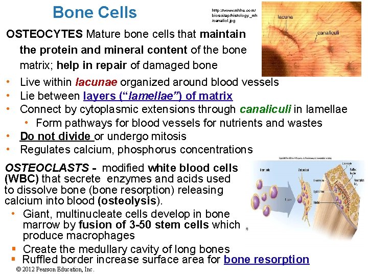 Bone Cells http: //www. mhhe. com/ biosci/ap/histology_mh /canalicl. jpg OSTEOCYTES Mature bone cells that