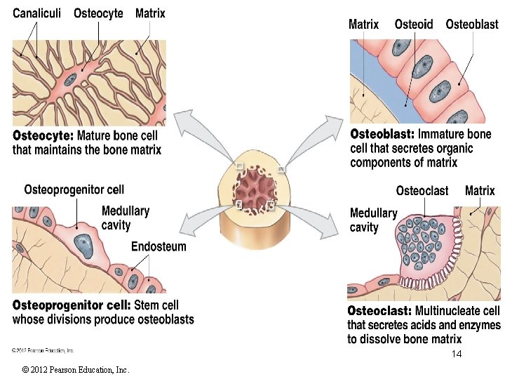 14 © 2012 Pearson Education, Inc. 