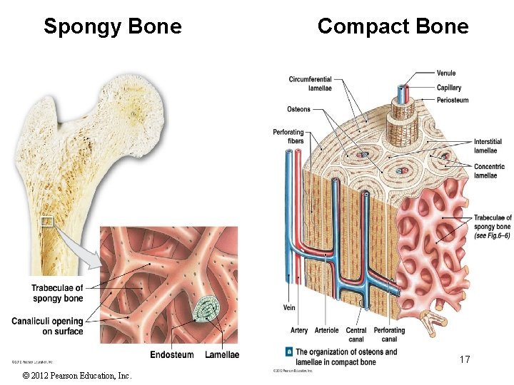 Spongy Bone Compact Bone 17 © 2012 Pearson Education, Inc. 