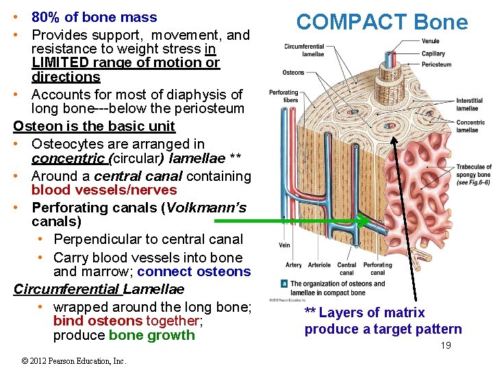  • 80% of bone mass • Provides support, movement, and resistance to weight