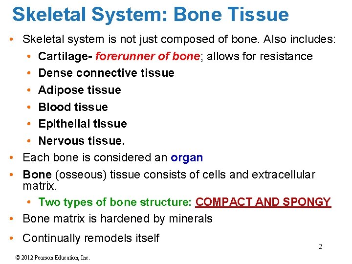 Skeletal System: Bone Tissue • Skeletal system is not just composed of bone. Also
