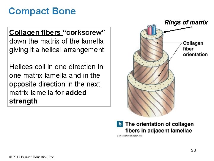 Compact Bone Rings of matrix Collagen fibers “corkscrew” down the matrix of the lamella