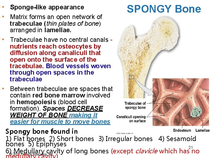 SPONGY Bone • Sponge-like appearance • Matrix forms an open network of trabeculae (thin