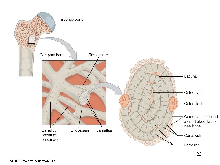 22 © 2012 Pearson Education, Inc. 