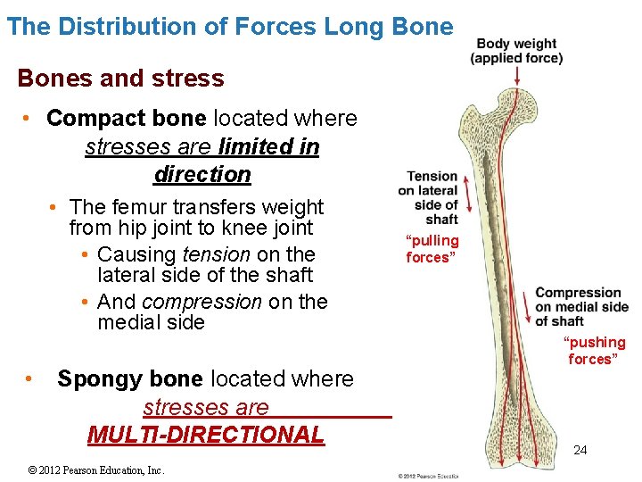 The Distribution of Forces Long Bones and stress • Compact bone located where stresses