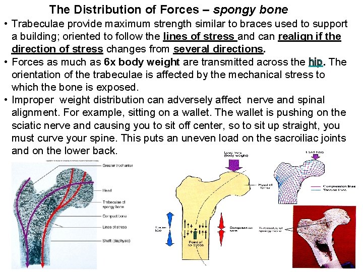 The Distribution of Forces – spongy bone • Trabeculae provide maximum strength similar to