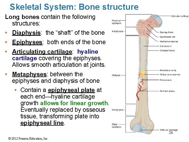 Skeletal System: Bone structure Long bones contain the following structures: • Diaphysis: the “shaft”