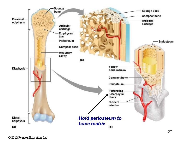 Hold periosteum to bone matrix 27 © 2012 Pearson Education, Inc. 