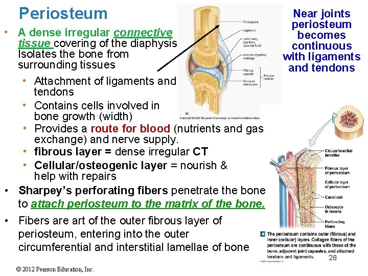 Periosteum • A dense irregular connective tissue covering of the diaphysis. Isolates the bone