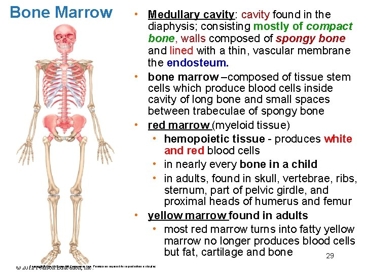 Bone Marrow • Medullary cavity: cavity found in the diaphysis; consisting mostly of compact
