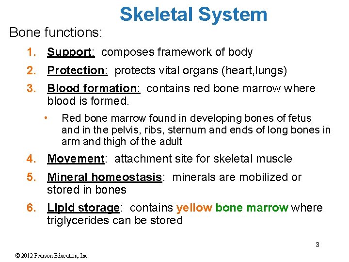 Bone functions: Skeletal System 1. Support: composes framework of body 2. Protection: protects vital