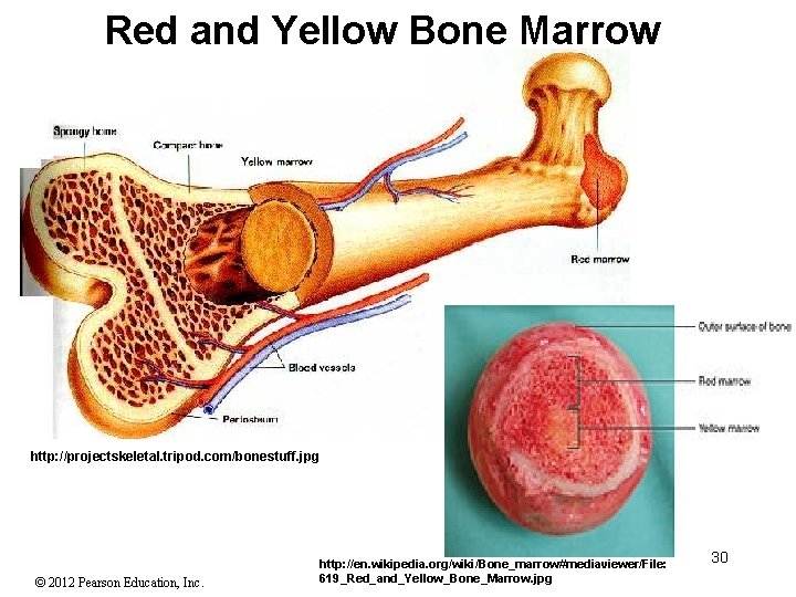 Red and Yellow Bone Marrow http: //projectskeletal. tripod. com/bonestuff. jpg © 2012 Pearson Education,