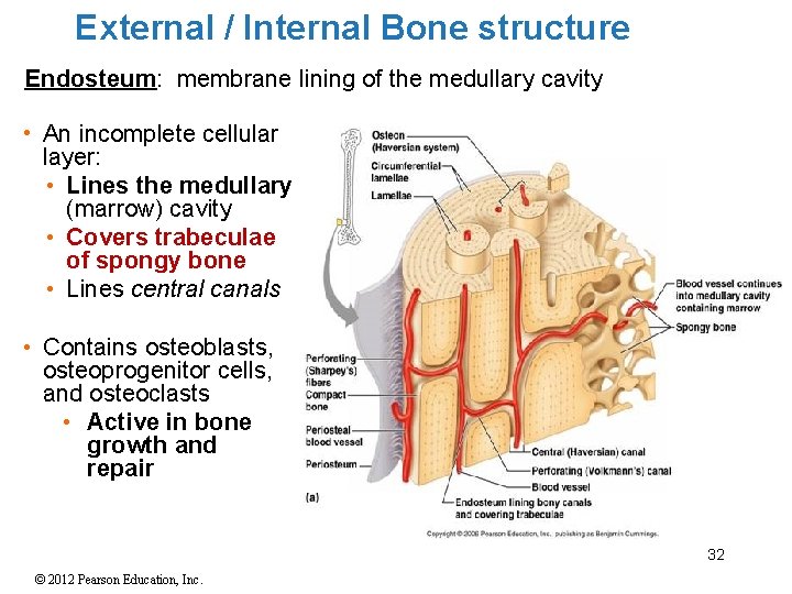 External / Internal Bone structure Endosteum: membrane lining of the medullary cavity • An