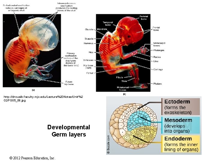 http: //droualb. faculty. mjc. edu/Lecture%20 Notes/Unit%2 02/FG 05_06. jpg Developmental Germ layers 34 ©