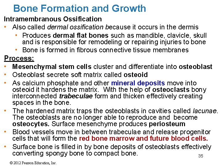 Bone Formation and Growth Intramembranous Ossification • Also called dermal ossification because it occurs