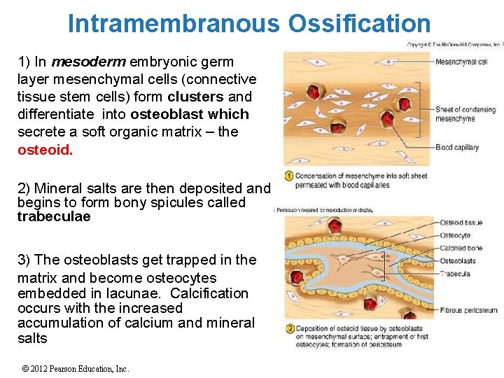 Intramembranous Ossification 1) In mesoderm embryonic germ layer mesenchymal cells (connective tissue stem cells)